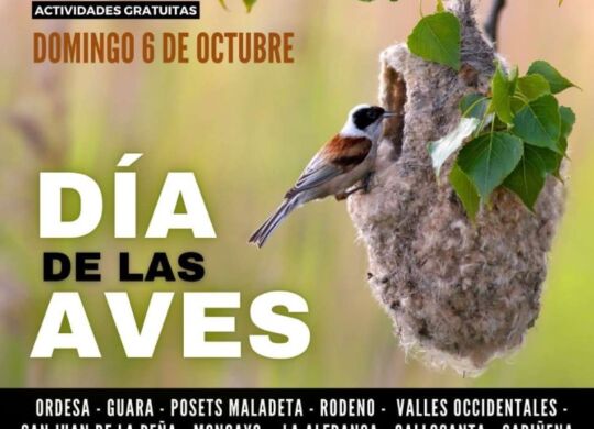 NoticiaDiaAves